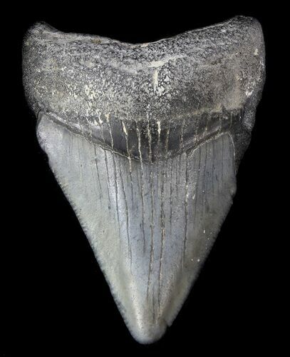 Juvenile Megalodon Tooth - Venice, Florida #36683